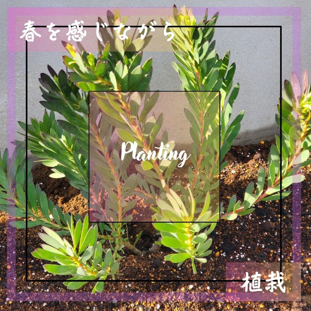 画像1427