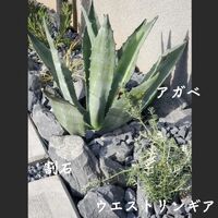 画像1428