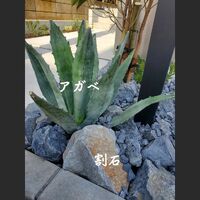 画像1429