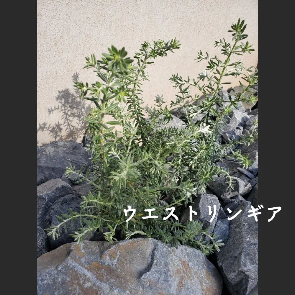 画像1430
