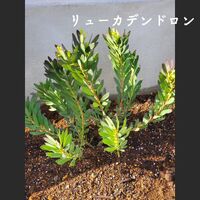 画像1431