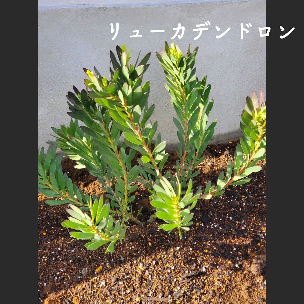 画像1431