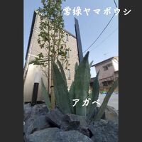 画像1433