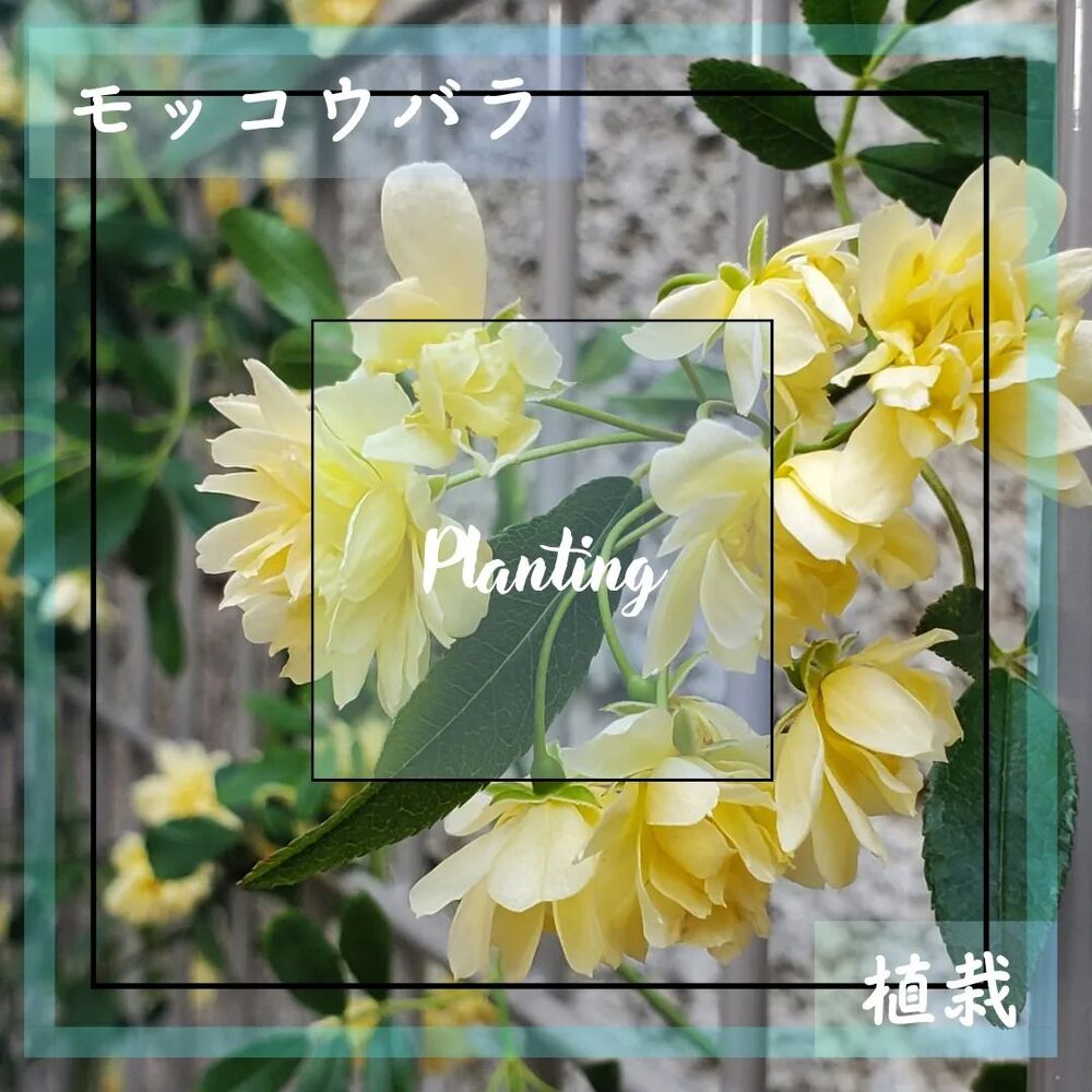 画像1468