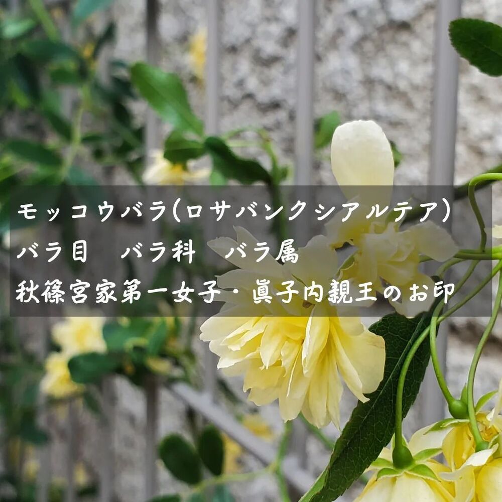 画像1469