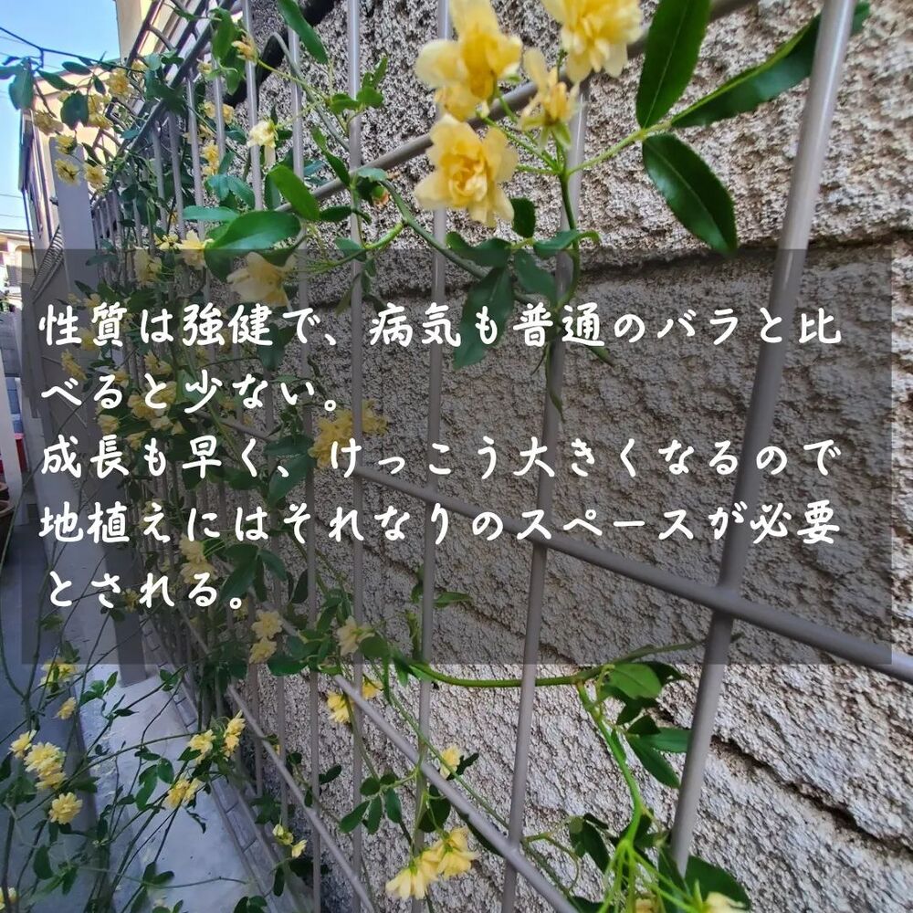 画像1470
